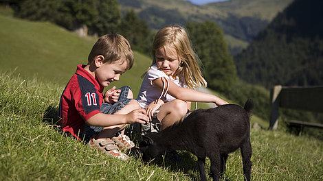 Ziegen mit Kinder