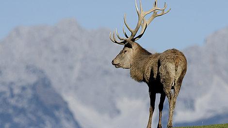 Hirsch in den Bergen